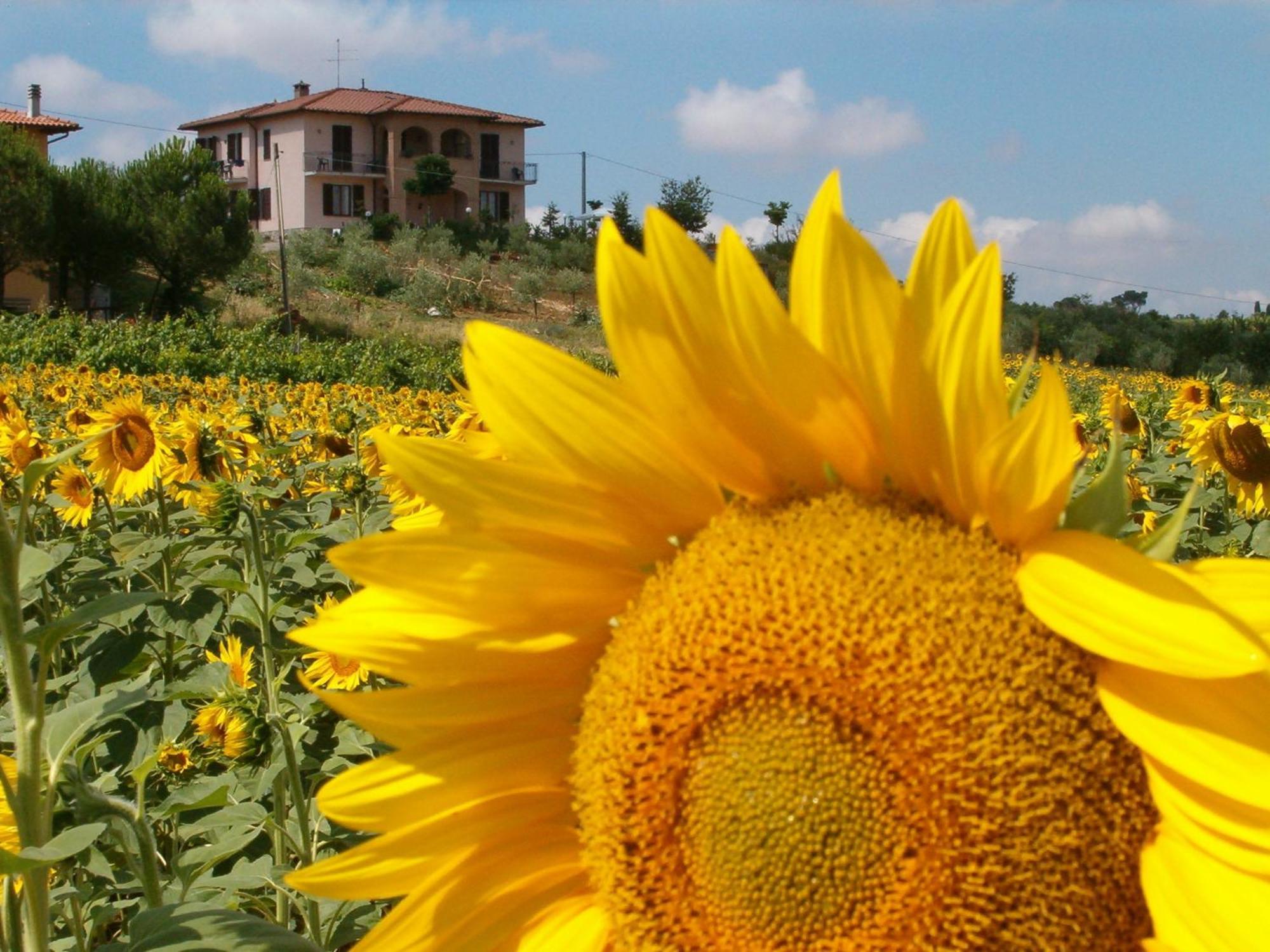 B&B Il Girasole - Rooms & House In Country - 1500 Meters From Historic Center Montepulciano Stazione Exterior foto